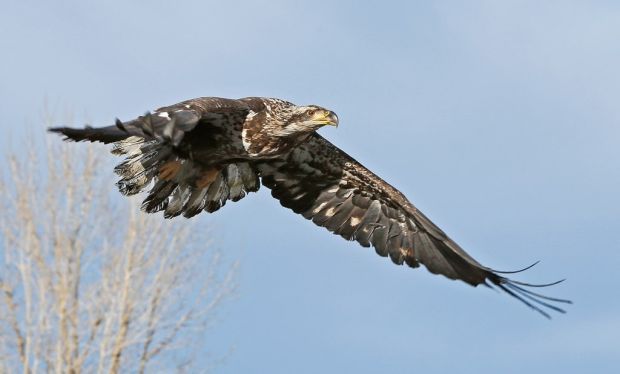 Aigle en or